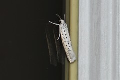 Yponomeuta multipunctella