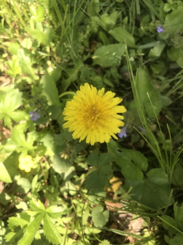 photo of Common Dandelion (Taraxacum officinale)