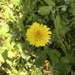 photo of Common Dandelion (Taraxacum officinale)