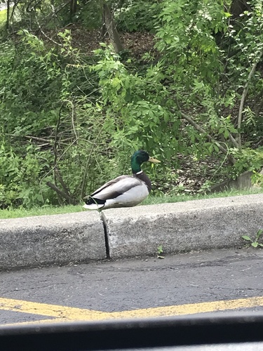 photo of Mallard (Anas platyrhynchos)