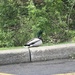 photo of Mallard (Anas platyrhynchos)