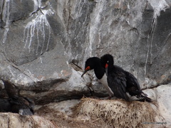 Leucocarbo magellanicus