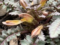 Pedicularis semibarbata charlestonensis