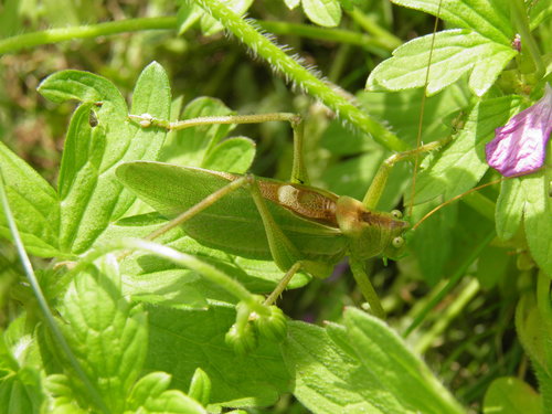 Žiogas giesmininkas