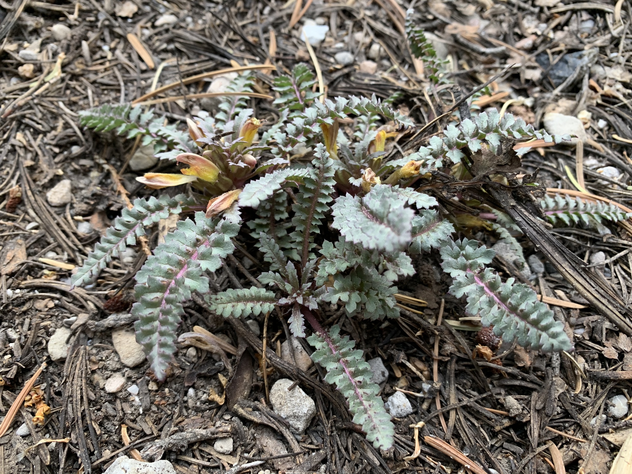 Pedicularis semibarbata var. charlestonensis