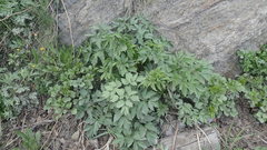 Angelica gmelinii