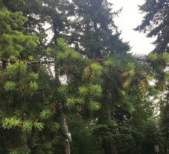 Pseudotsuga menziesii