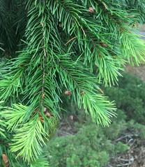 Pseudotsuga menziesii