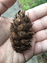 Pseudotsuga menziesii