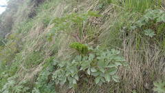 Angelica gmelinii