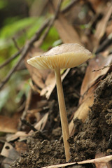 Basidiomycota
