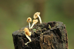 Basidiomycota