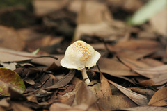 Basidiomycota