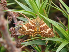 Chrysolarentia polycarpa