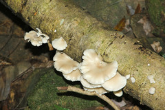 Basidiomycota