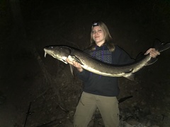 Acipenser fulvescens