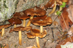 Basidiomycota
