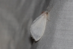 Euproctis melanosoma