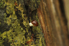 Basidiomycota