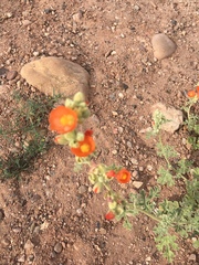 Sphaeralcea grossulariifolia