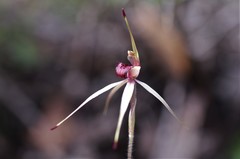 Caladenia australis