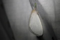 Euproctis melanosoma