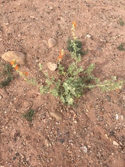 Sphaeralcea grossulariifolia
