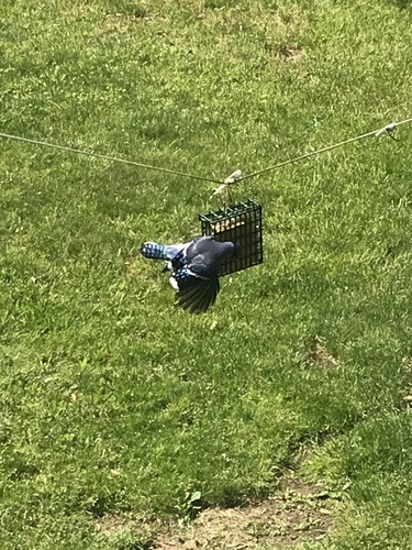 photo of Blue Jay (Cyanocitta cristata)