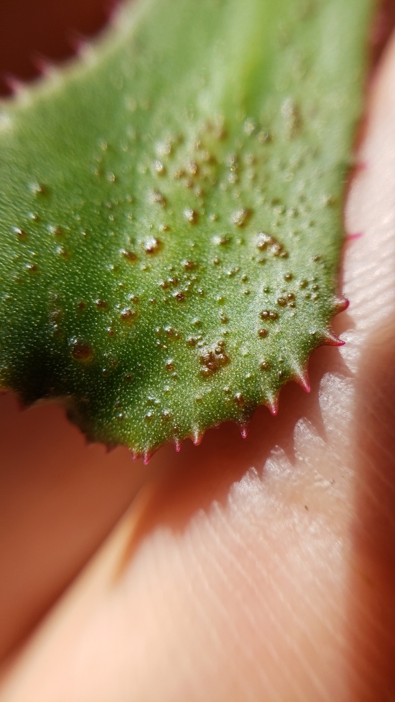 Lewisia serrata