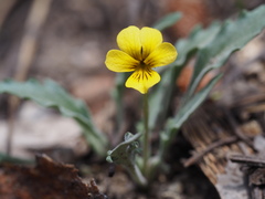 Viola pinetorum