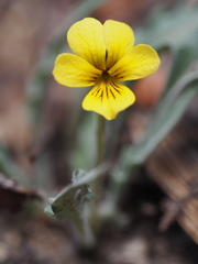 Viola pinetorum