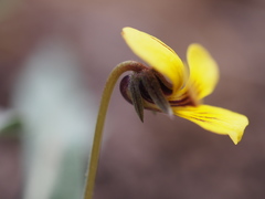 Viola pinetorum