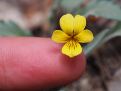 Viola pinetorum