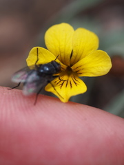 Viola pinetorum