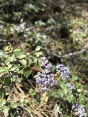 Ceanothus pinetorum