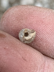 Oreohelix handi