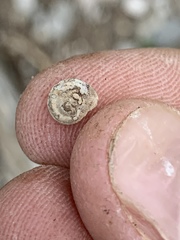 Oreohelix handi