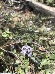 Ceanothus pinetorum