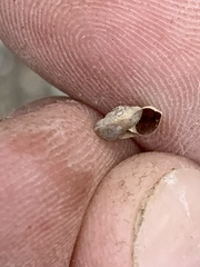 Oreohelix handi