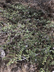 Ceanothus pinetorum