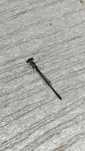 photo of Fragile Forktail (Ischnura posita)