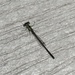 photo of Fragile Forktail (Ischnura posita)