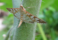 Epipagis fenestralis