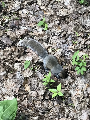 photo of Eastern Gray Squirrel (Sciurus carolinensis)