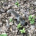 photo of Eastern Gray Squirrel (Sciurus carolinensis)