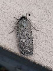 Spaelotis bicava