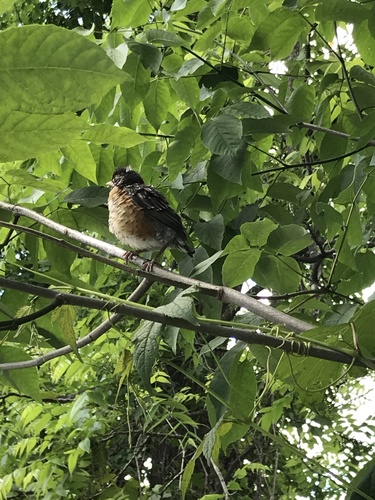 photo of American Robin (Turdus migratorius)