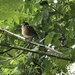 photo of American Robin (Turdus migratorius)