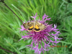 Cryptocala chardinyi