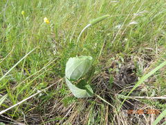 Plantago maxima
